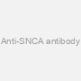 Anti-SNCA antibody